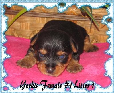 Puppies in KY